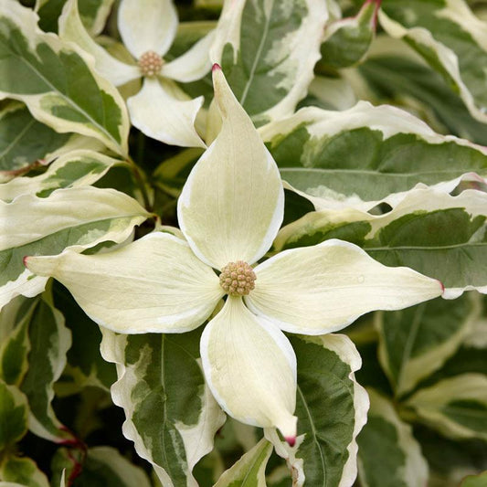 Cornus Kousa Summer Fun Single Stem - View 10 from www redcrocus com