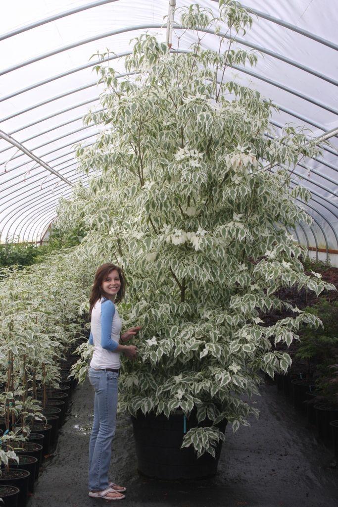Cornus Kousa Summer Fun Single Stem - View 17 from www redcrocus com