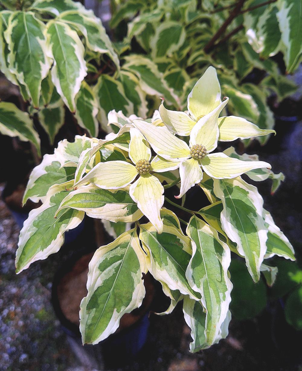 Cornus Kousa Summer Fun Single Stem - View 9 from www redcrocus com