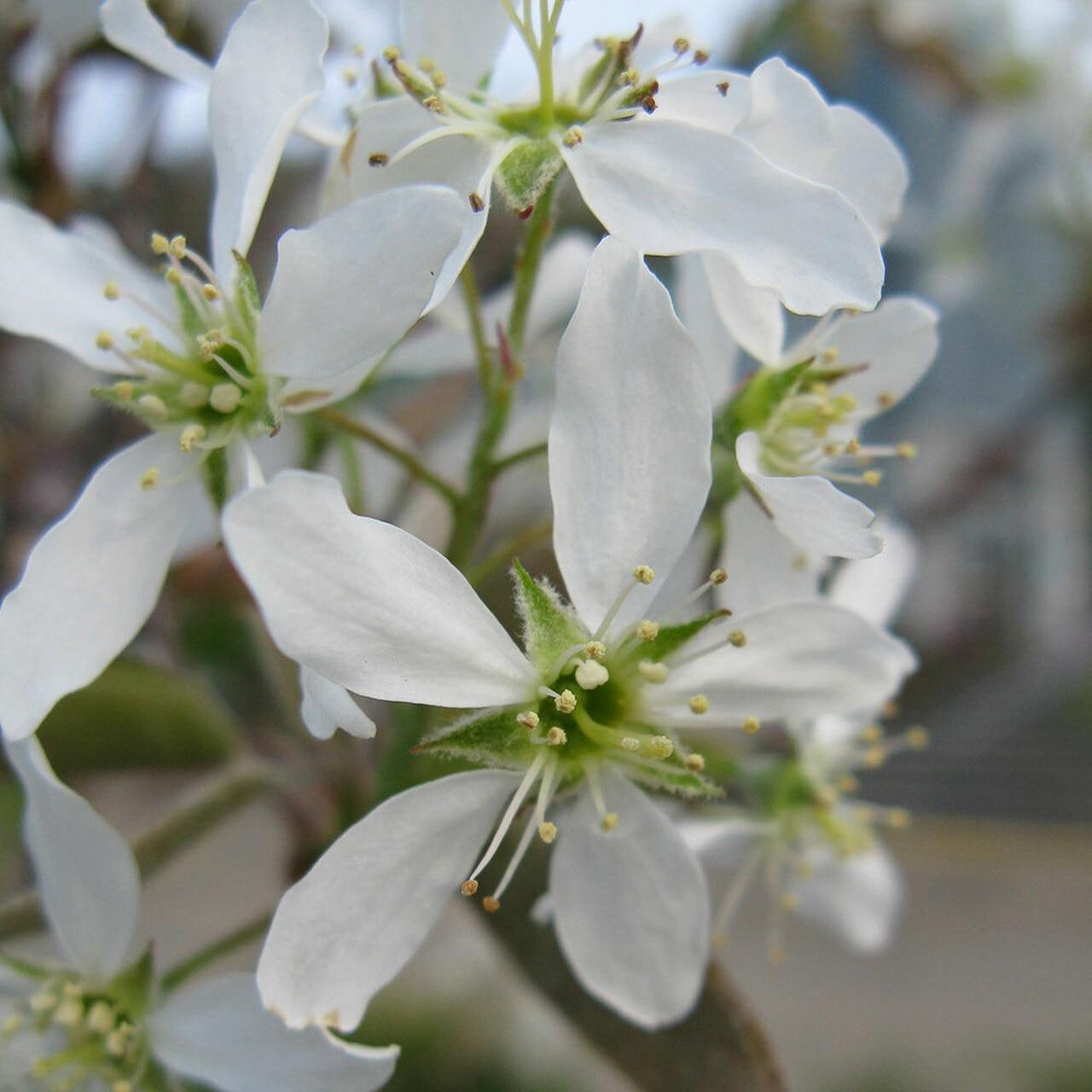 Amelanchier Canadensis - View 10 from www redcrocus com
