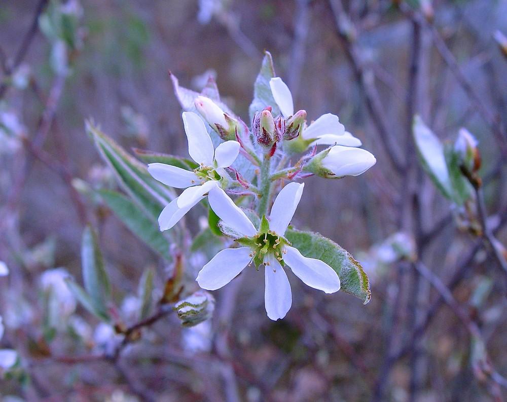 Amelanchier Canadensis - View 11 from www redcrocus com