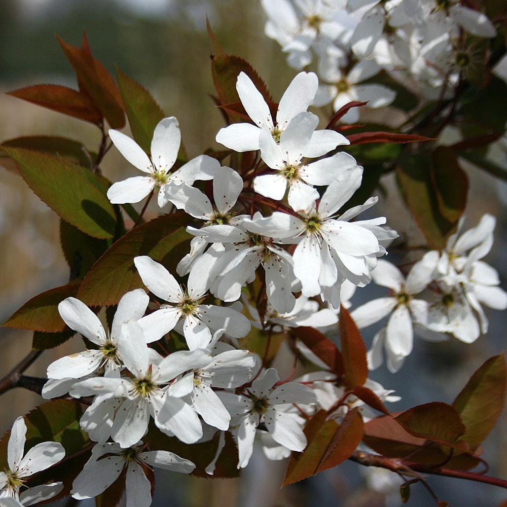 Amelanchier Canadensis - View 12 from www redcrocus com