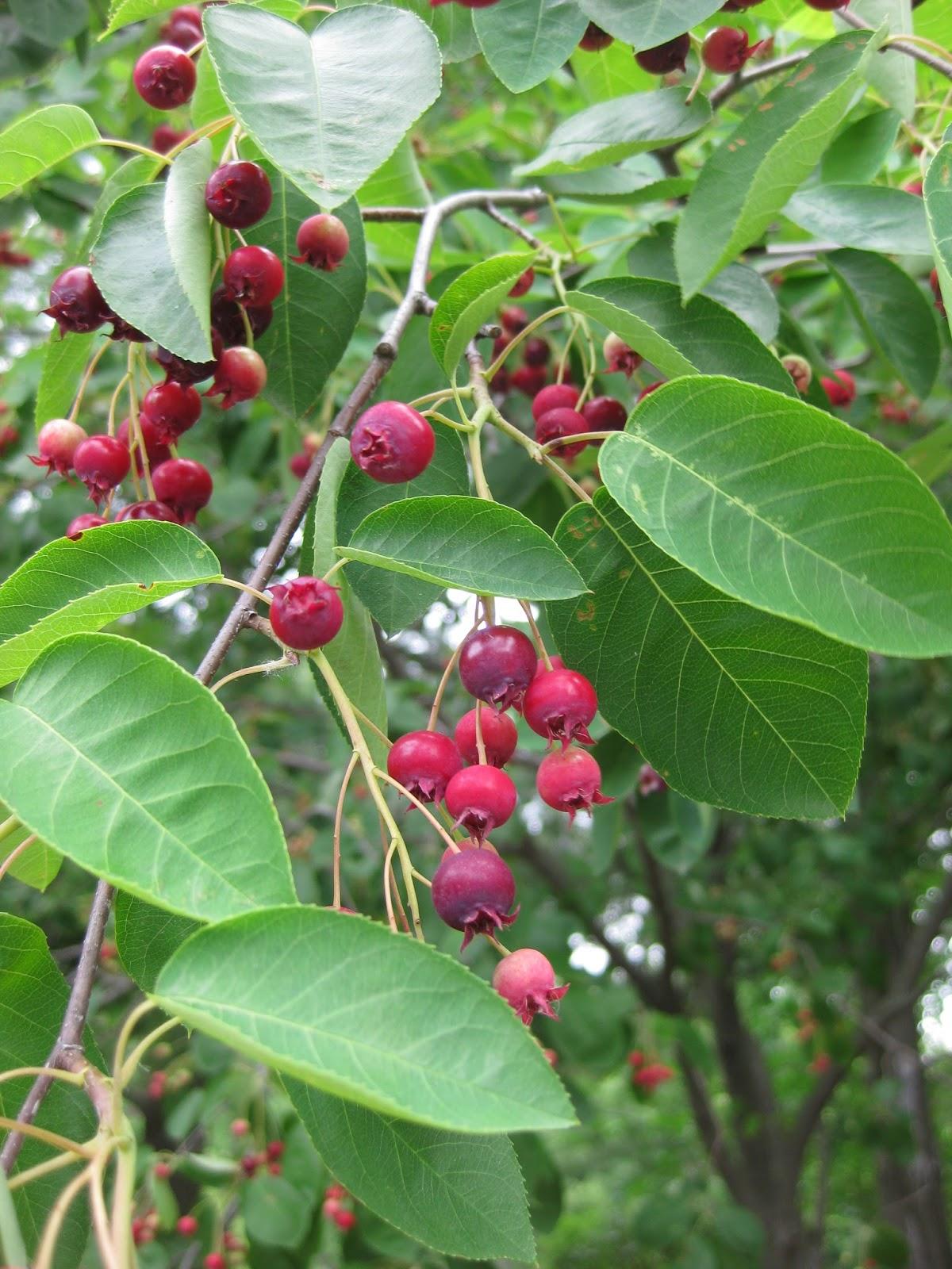 Amelanchier Canadensis - View 13 from www redcrocus com
