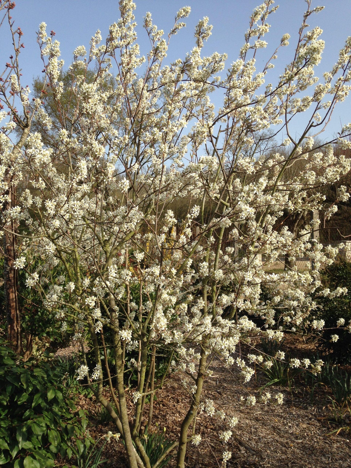 Amelanchier Canadensis - View 14 from www redcrocus com