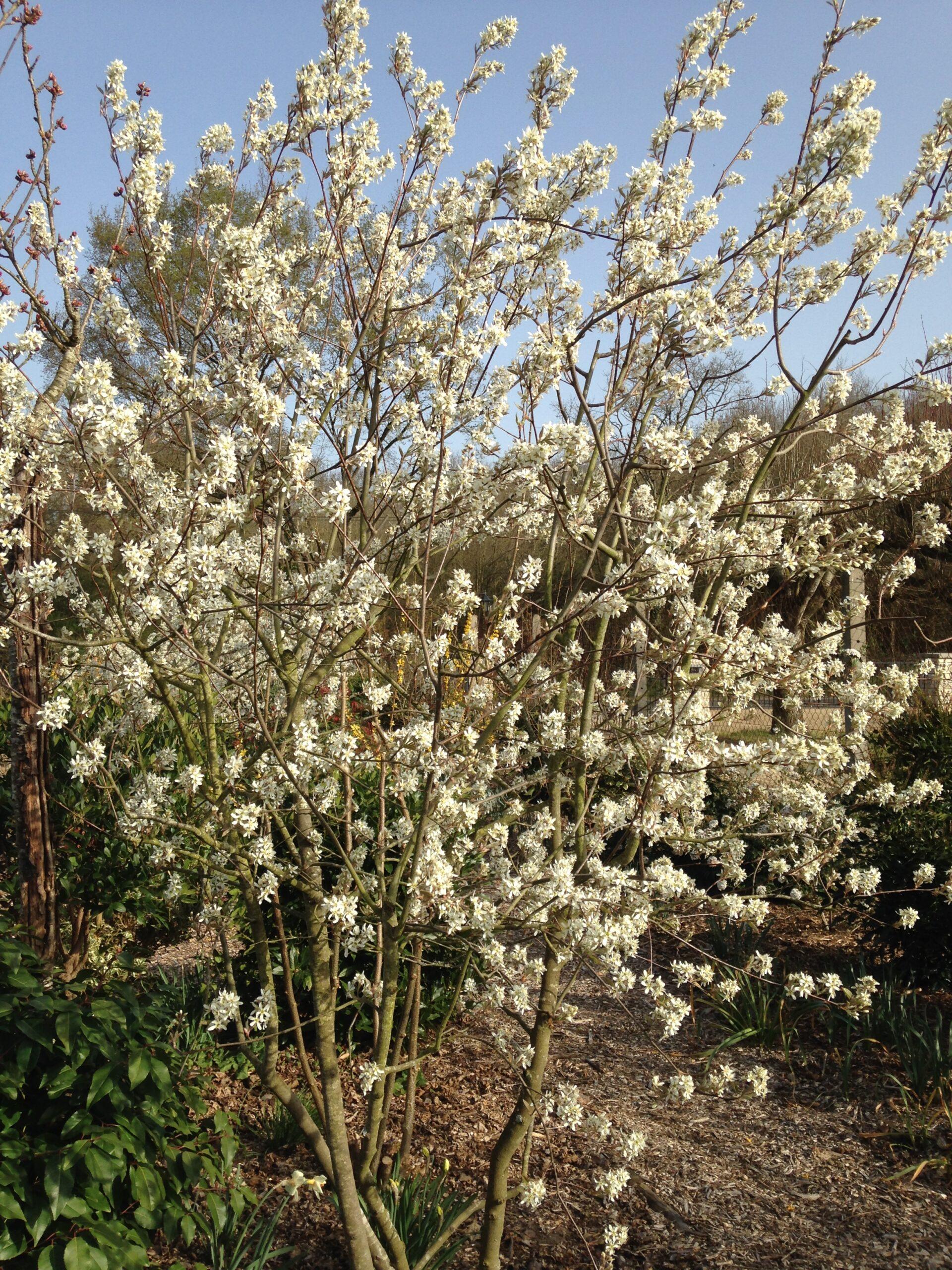 Amelanchier Canadensis - View 14 from www redcrocus com