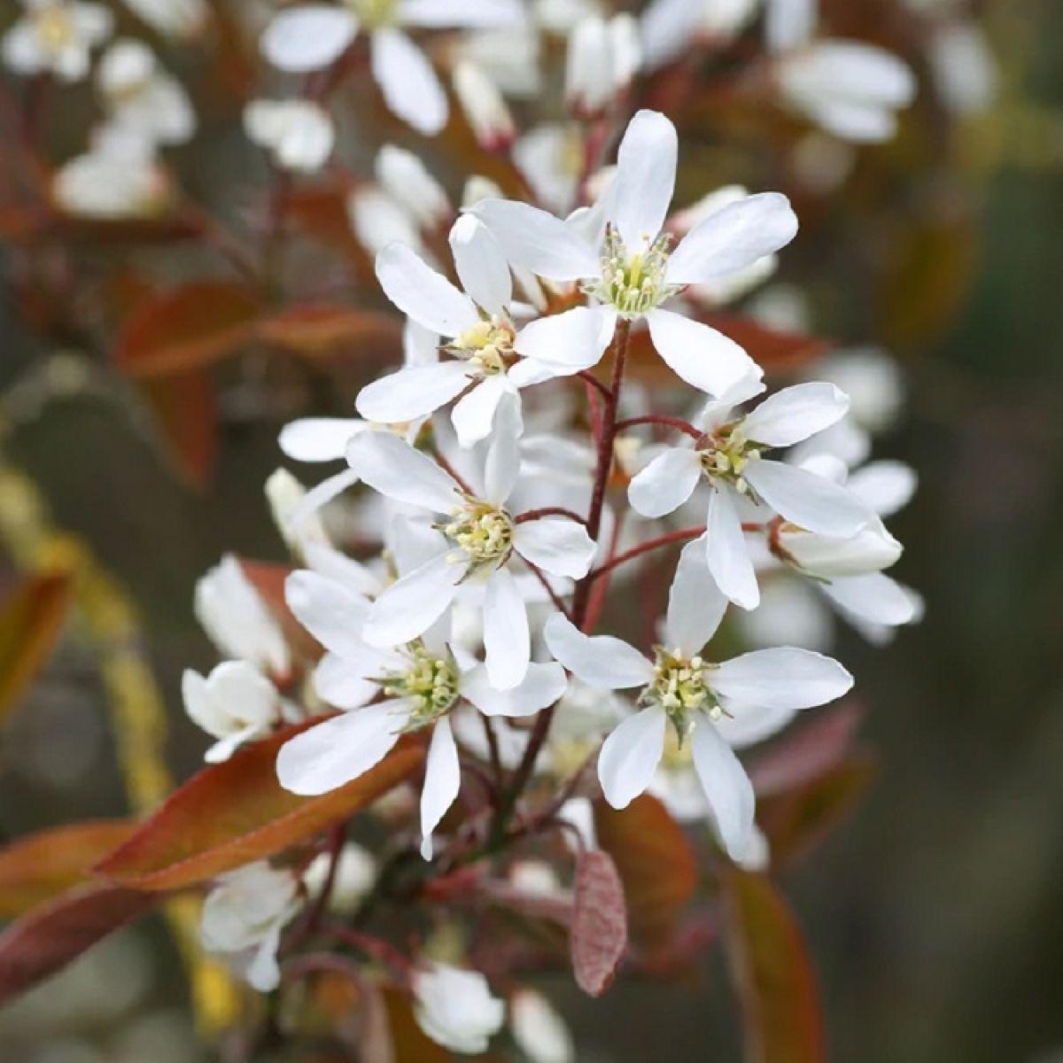 Amelanchier Canadensis - View 15 from www redcrocus com