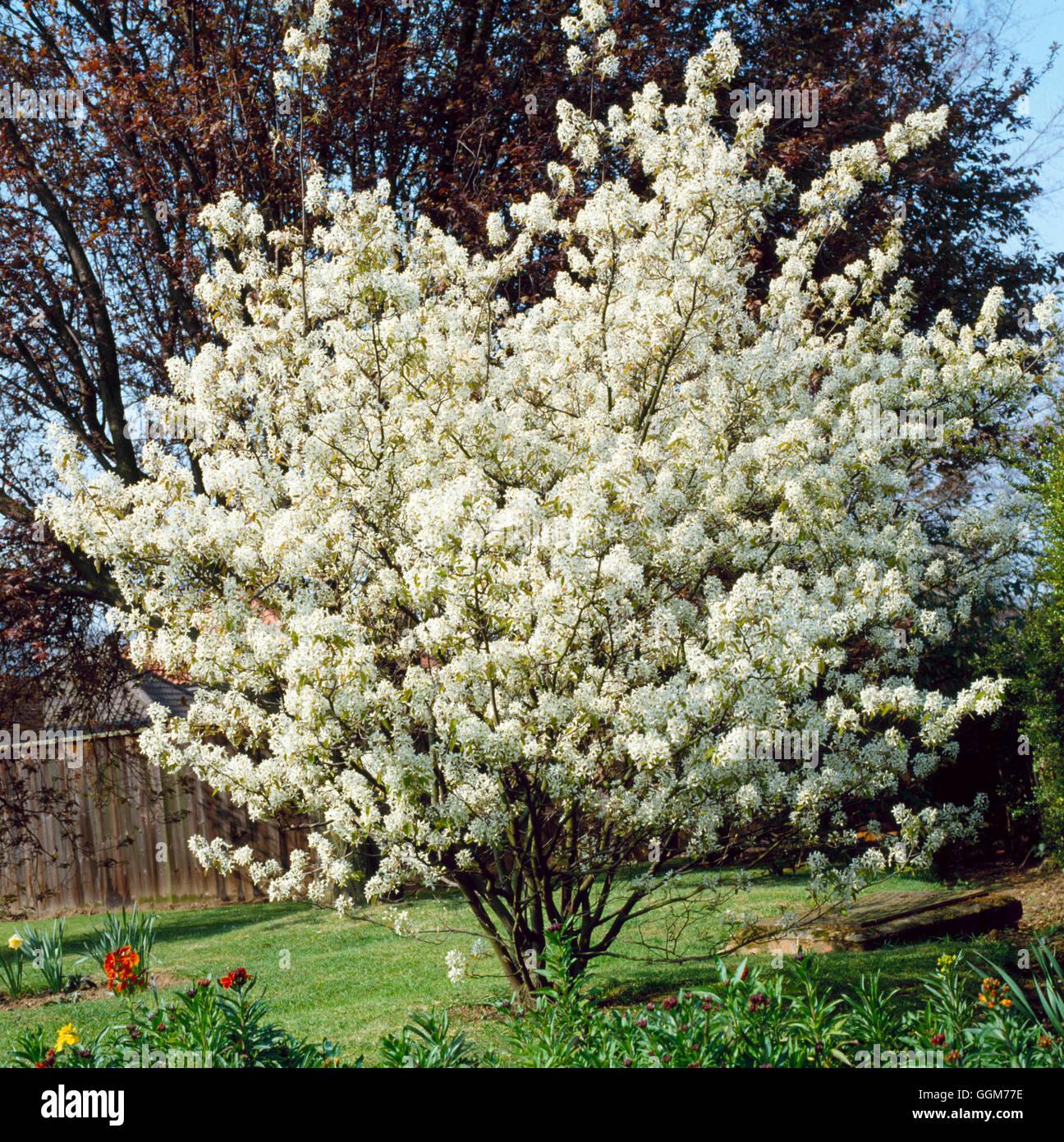 Amelanchier Canadensis - View 16 from www redcrocus com