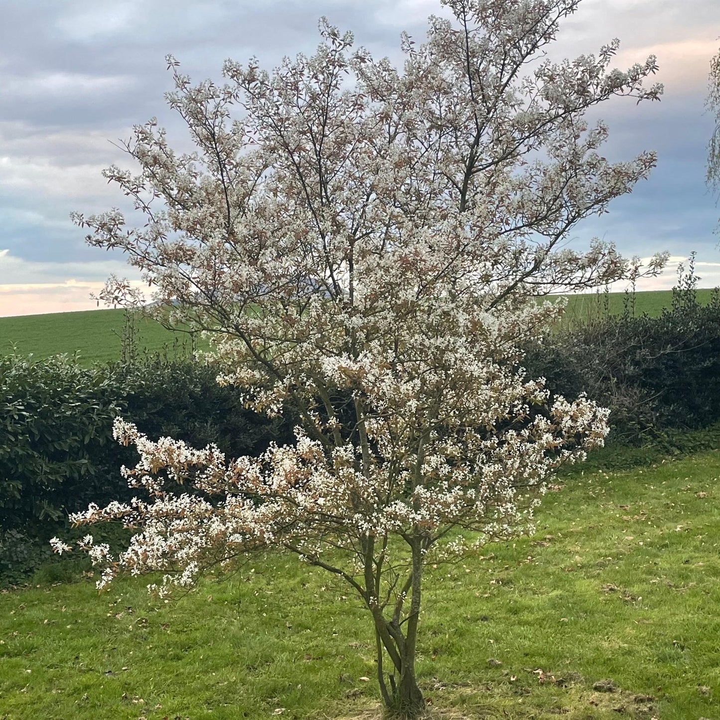 Amelanchier Canadensis - View 1 from www redcrocus com
