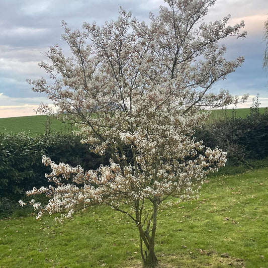 Amelanchier Canadensis - View 1 from www redcrocus com
