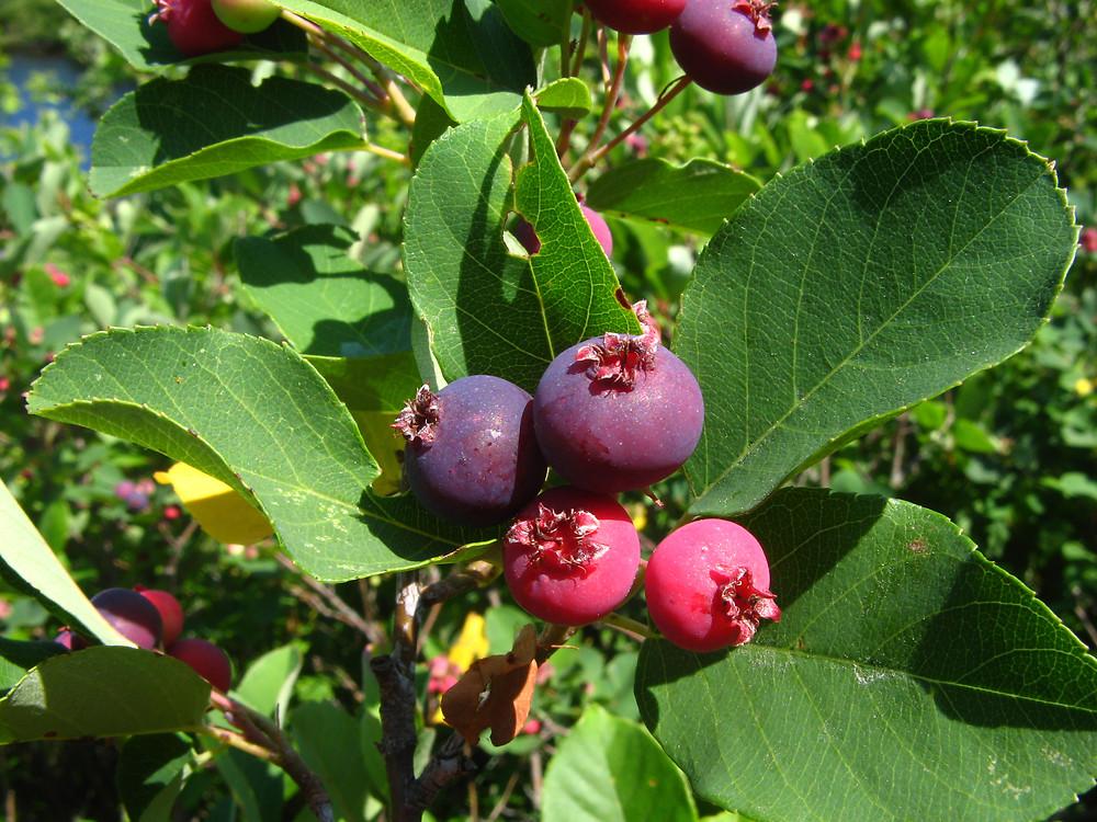Amelanchier Canadensis - View 3 from www redcrocus com