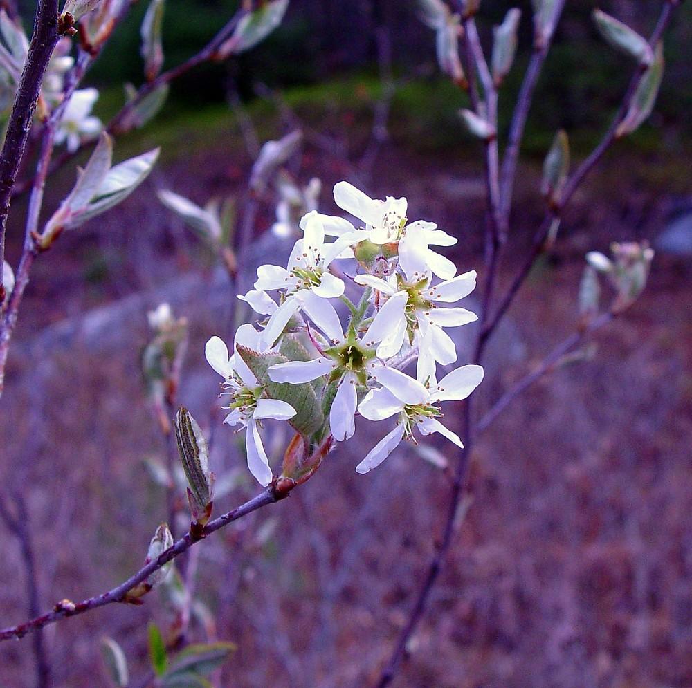 Amelanchier Canadensis - View 4 from www redcrocus com