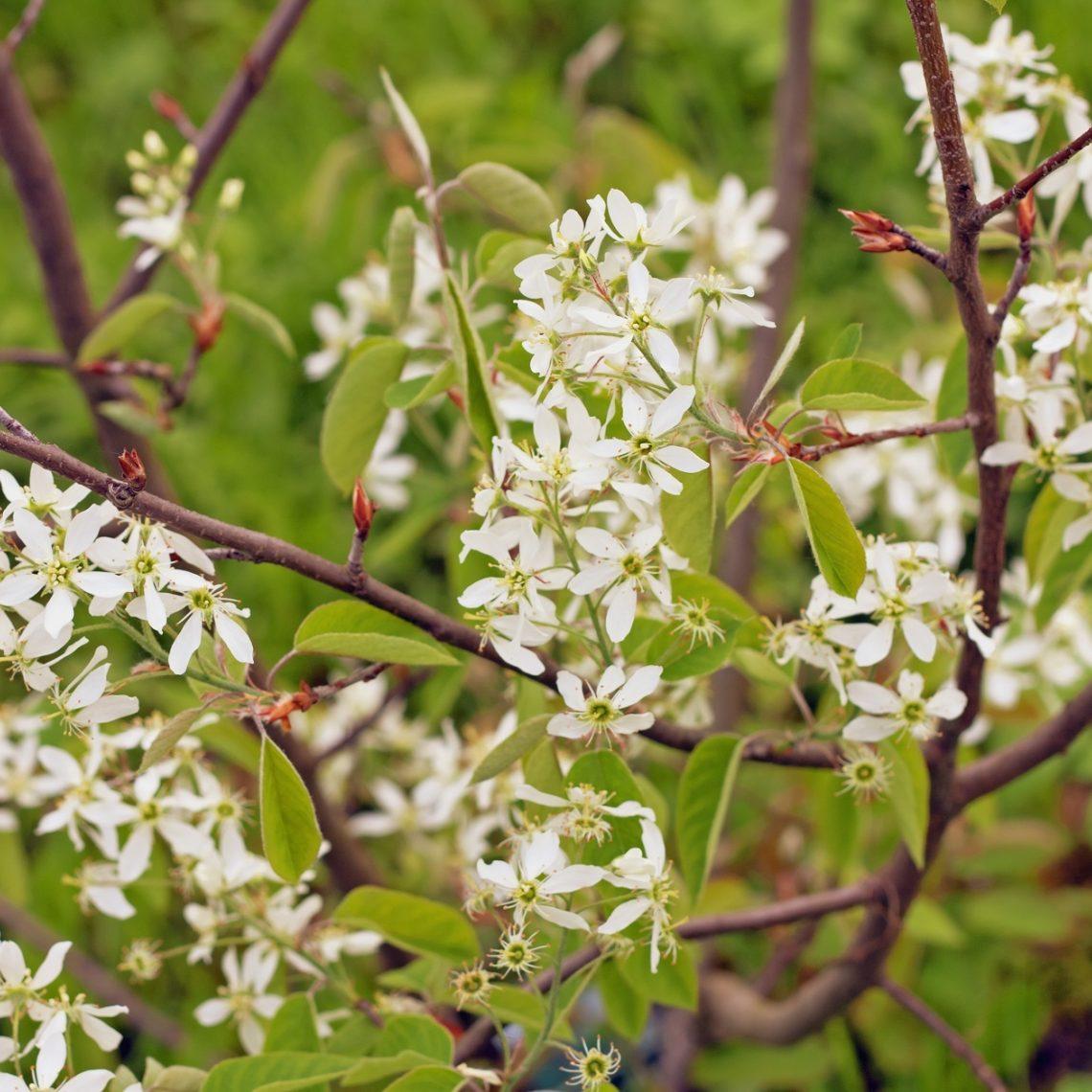 Amelanchier Canadensis - View 5 from www redcrocus com