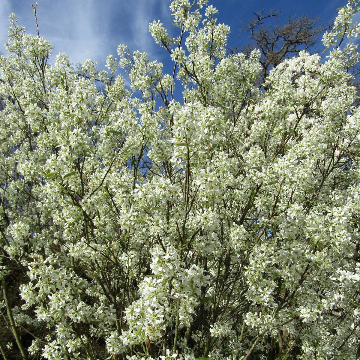 Amelanchier Canadensis - View 6 from www redcrocus com