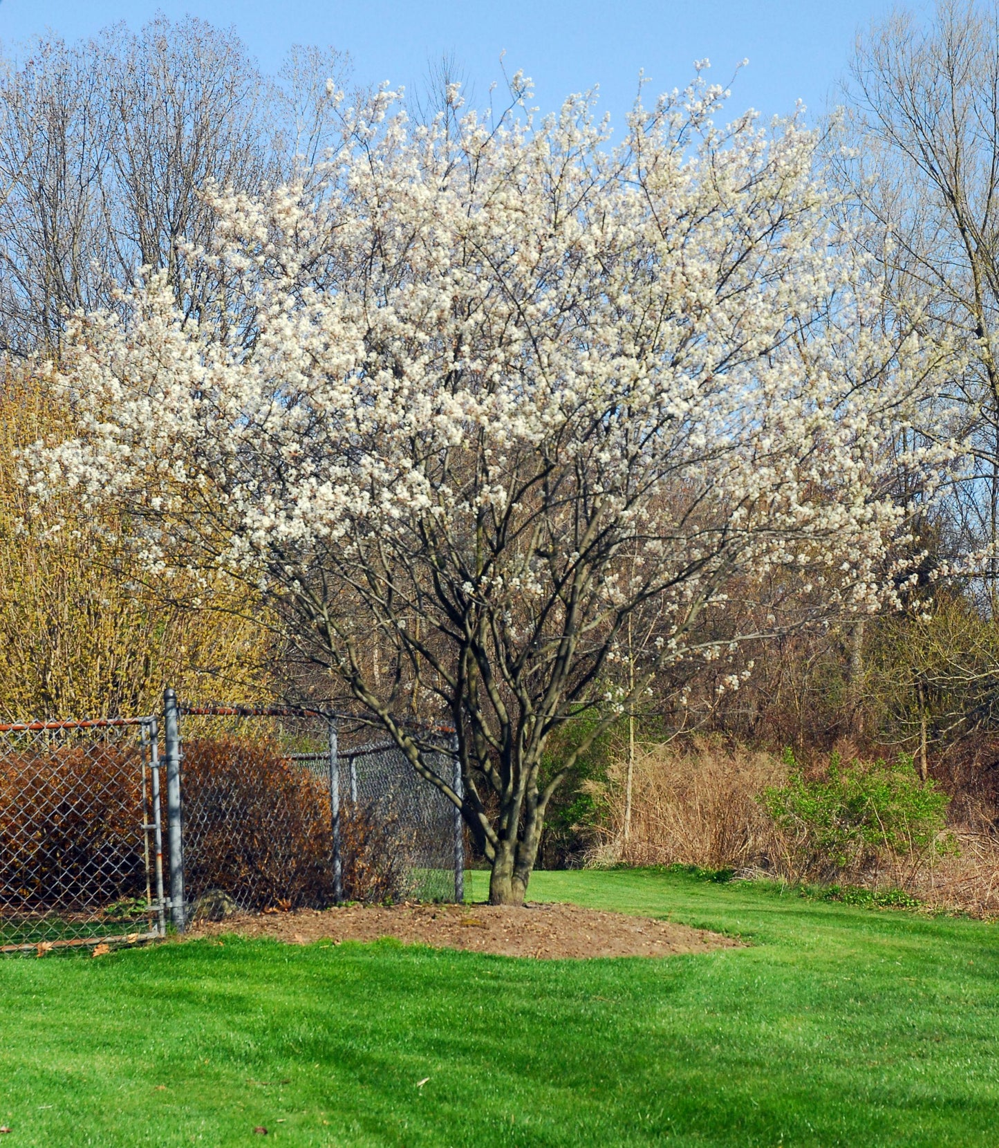 Amelanchier Canadensis - View 7 from www redcrocus com