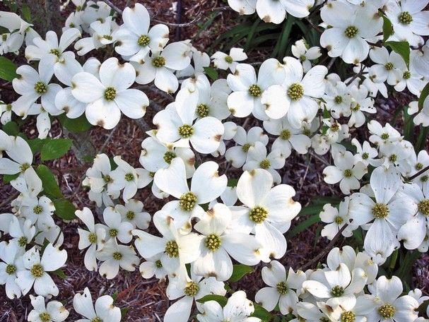 Cornus Florida Appalachian Snow Single Stem - View 15 from www redcrocus com