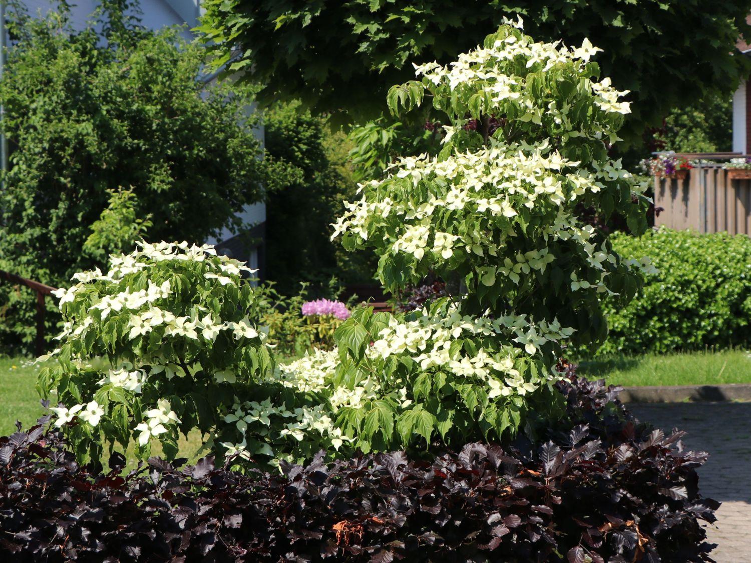 Cornus Kousa Greensleeves Single Stem - View 13 from www redcrocus com