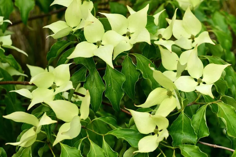 Cornus Kousa Greensleeves Single Stem - View 5 from www redcrocus com