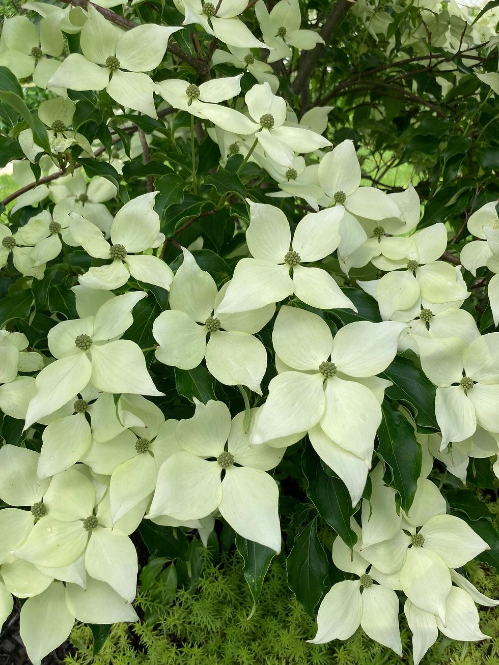 Cornus Kousa Greensleeves Single Stem - View 5 from www redcrocus com