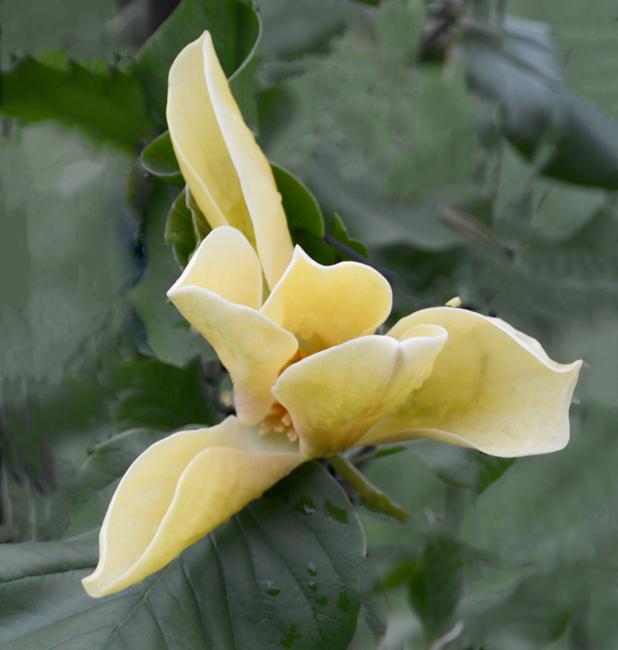 Magnolia Judy Zuk Single Stem - View 17 from www redcrocus com