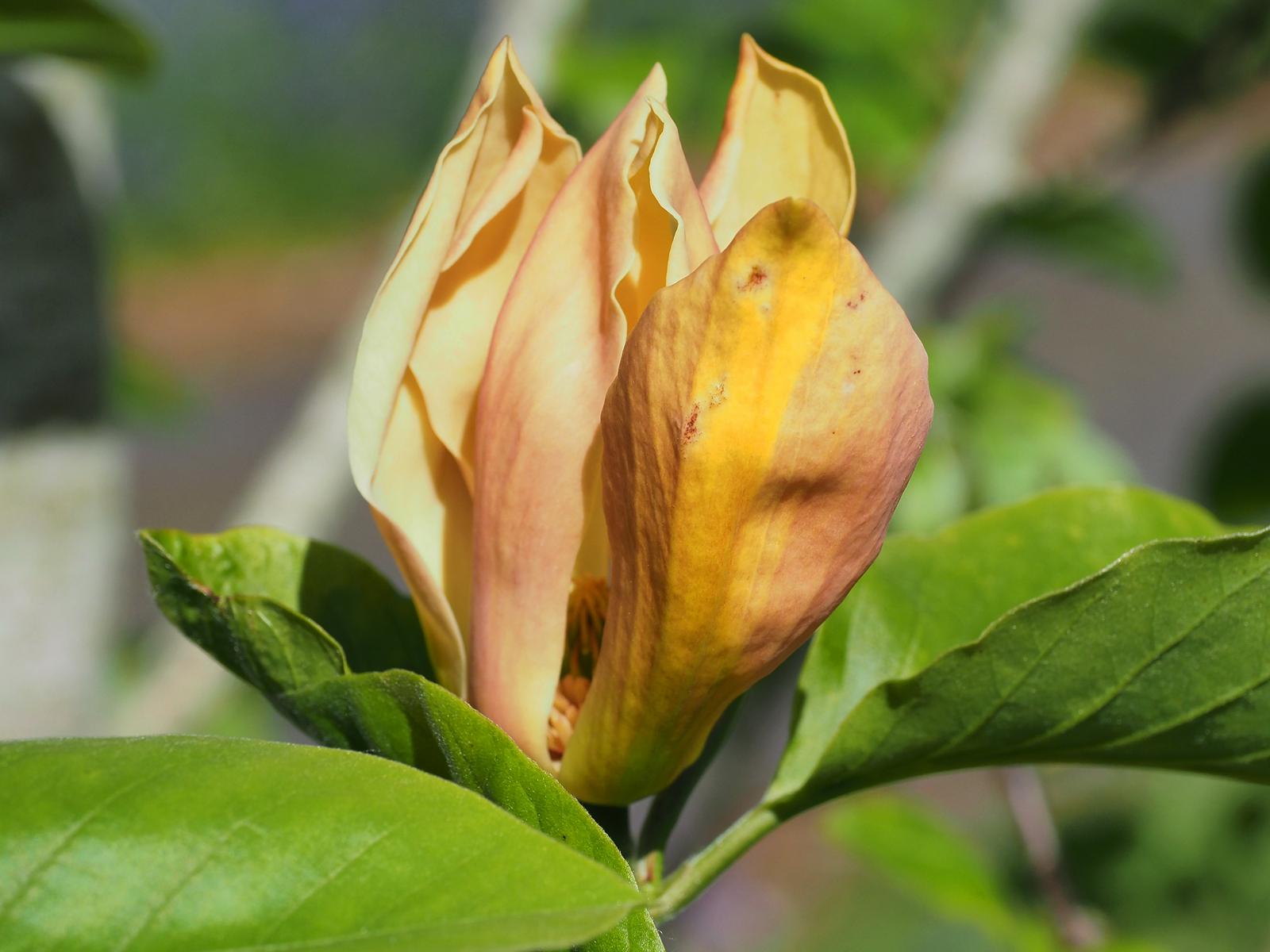 Magnolia Judy Zuk Single Stem - View 18 from www redcrocus com