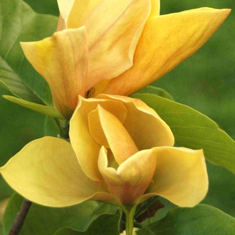 Magnolia Judy Zuk Single Stem - View 2 from www redcrocus com