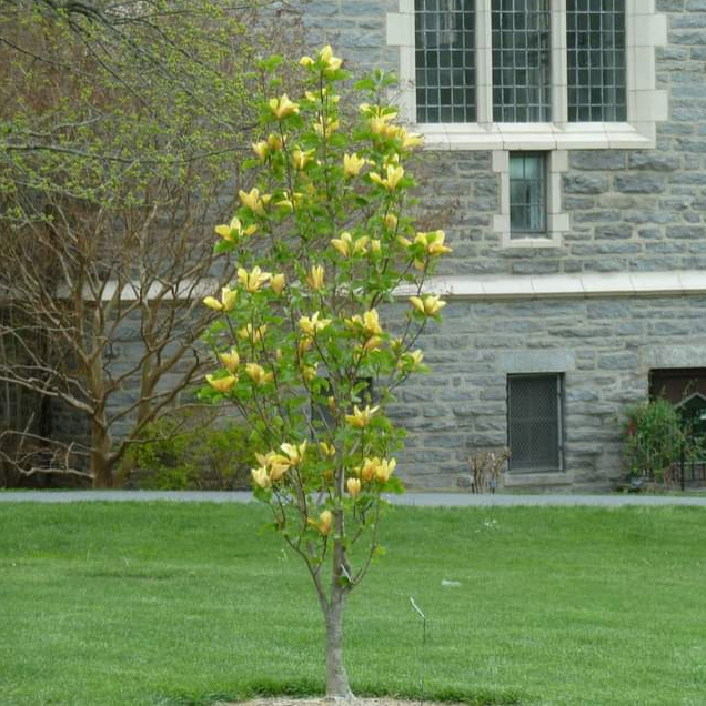 Magnolia Judy Zuk Single Stem - View 6 from www redcrocus com