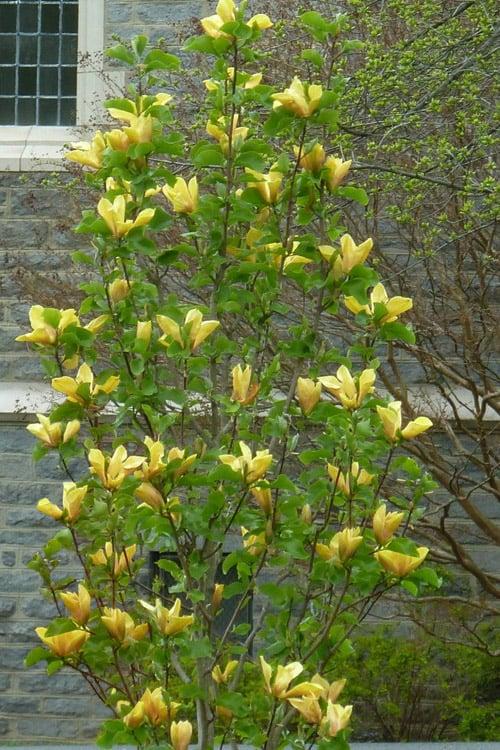 Magnolia Judy Zuk Single Stem - View 9 from www redcrocus com