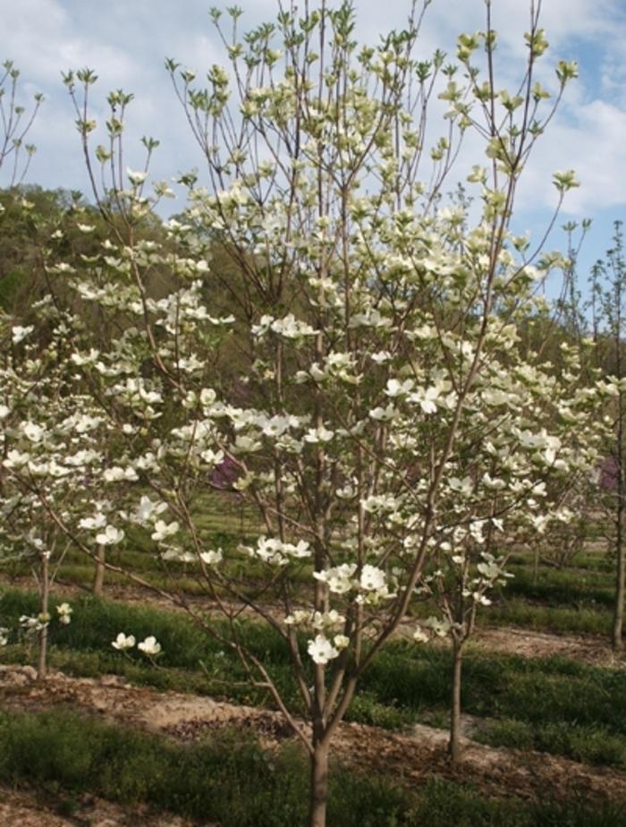 Cornus Florida Cherokee Princess Single Stem - View 16 from www redcrocus com