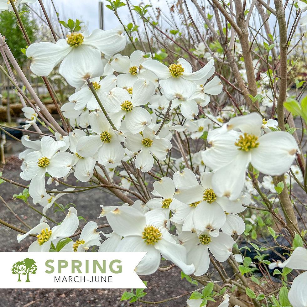 Cornus Florida Cherokee Princess Single Stem - View 5 from www redcrocus com