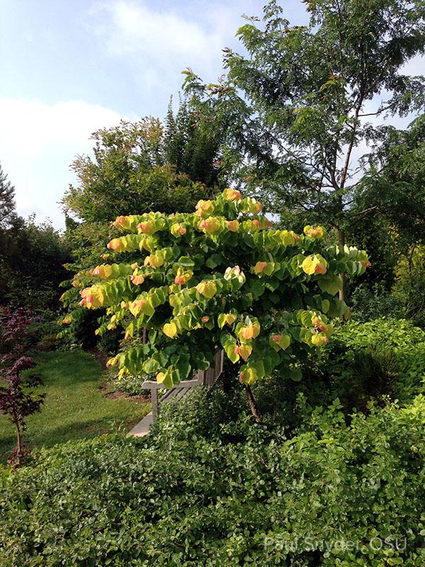Cercis Canadensis 'the Rising Sun' Single Stem - View 12 from www redcrocus com