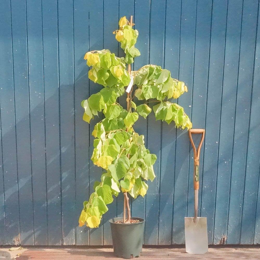 Cercis Canadensis 'the Rising Sun' Single Stem - View 14 from www redcrocus com