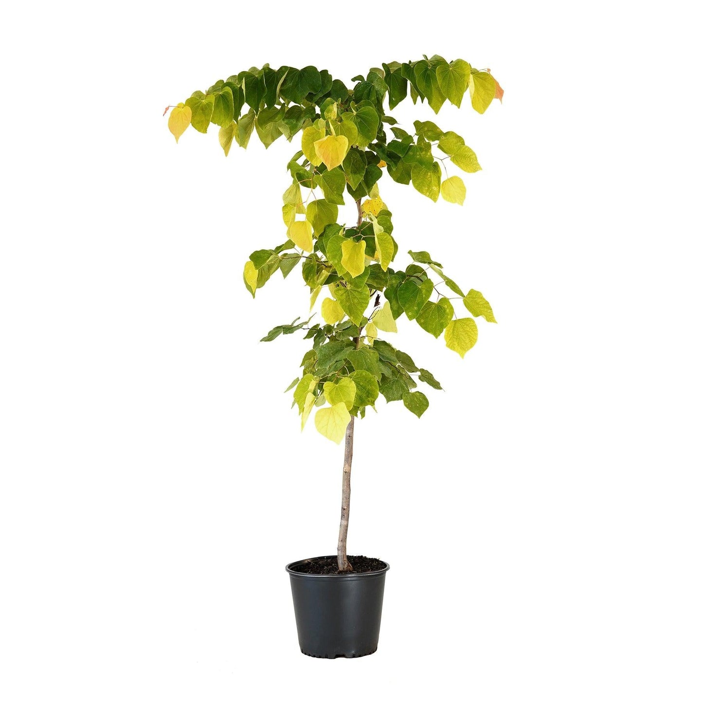 Cercis Canadensis 'the Rising Sun' Single Stem - View 15 from www redcrocus com