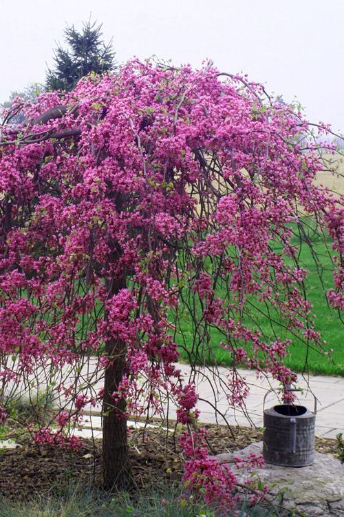Cercis Canadensis 'the Rising Sun' Single Stem - View 17 from www redcrocus com