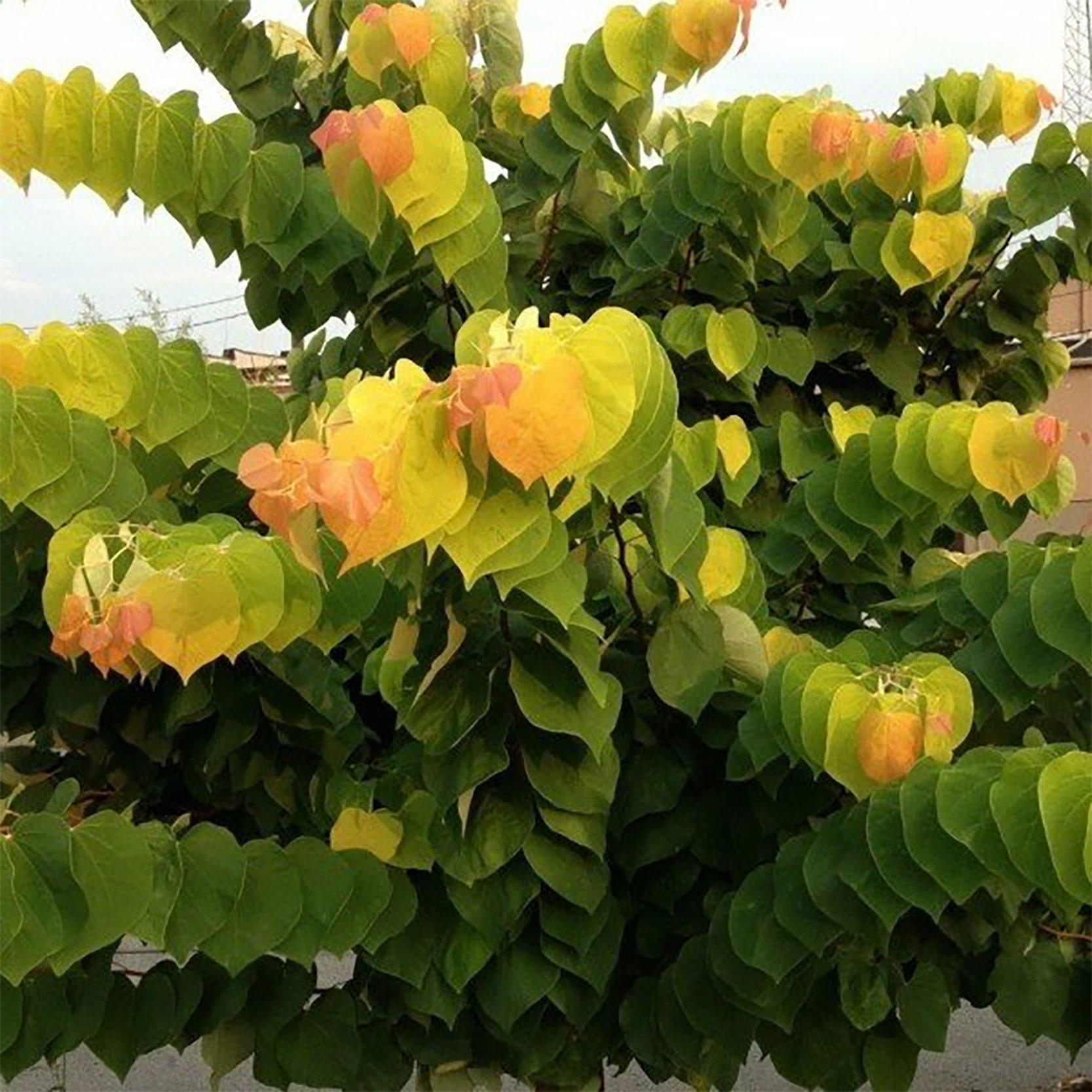 Cercis Canadensis 'the Rising Sun' Single Stem - View 18 from www redcrocus com