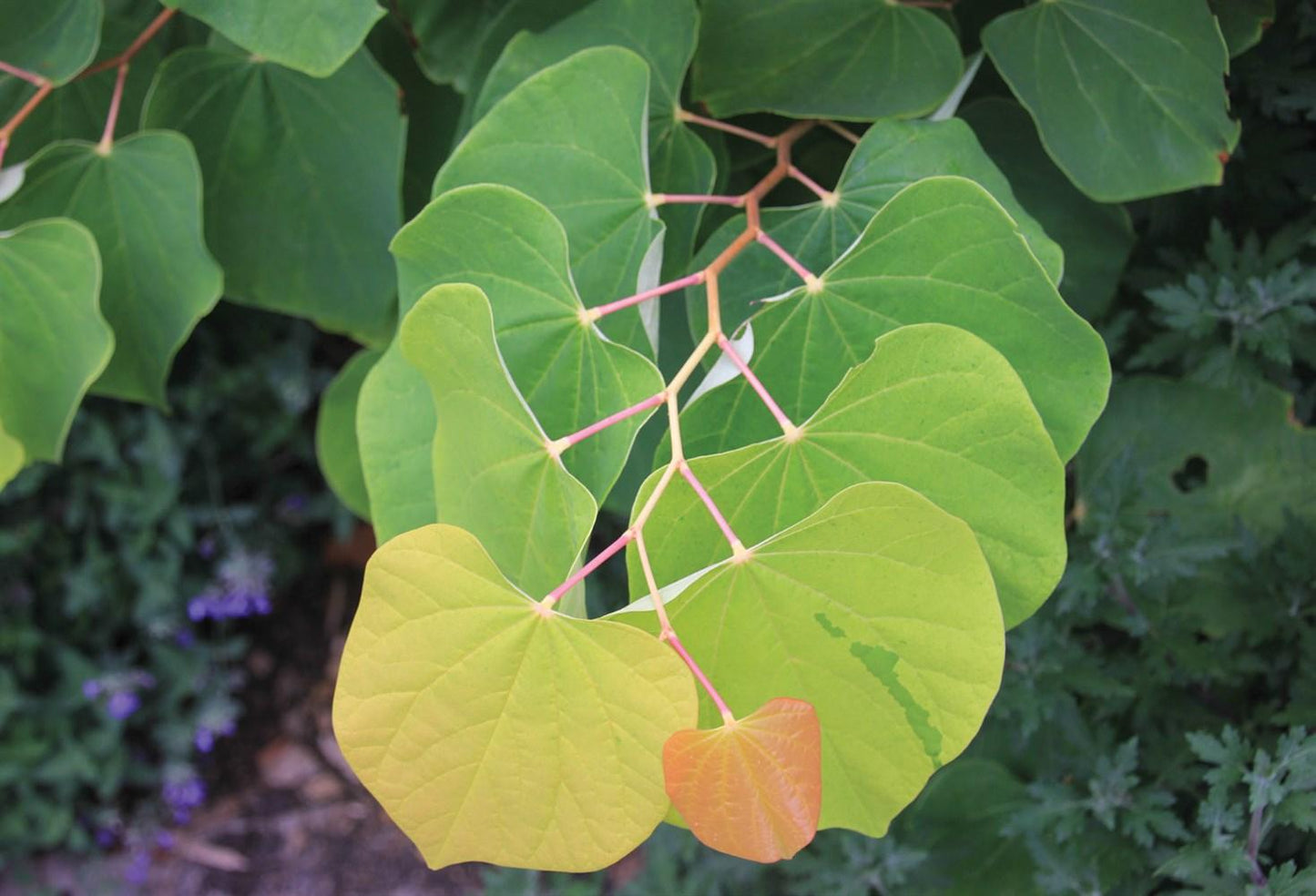 Cercis Canadensis 'the Rising Sun' Single Stem - View 19 from www redcrocus com