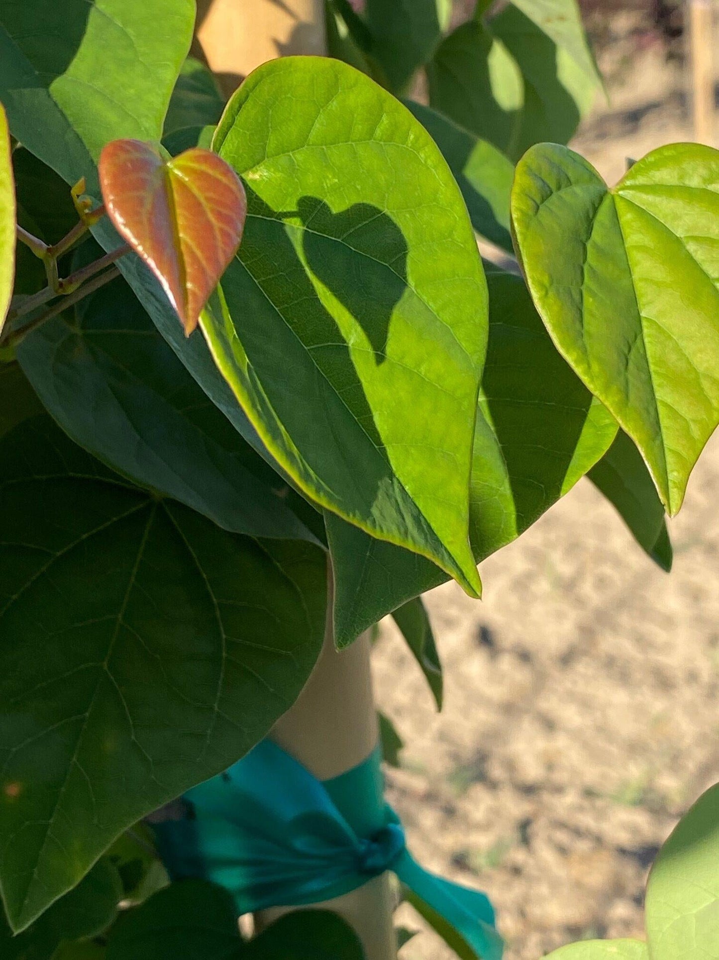 Cercis Canadensis 'the Rising Sun' Single Stem - View 20 from www redcrocus com