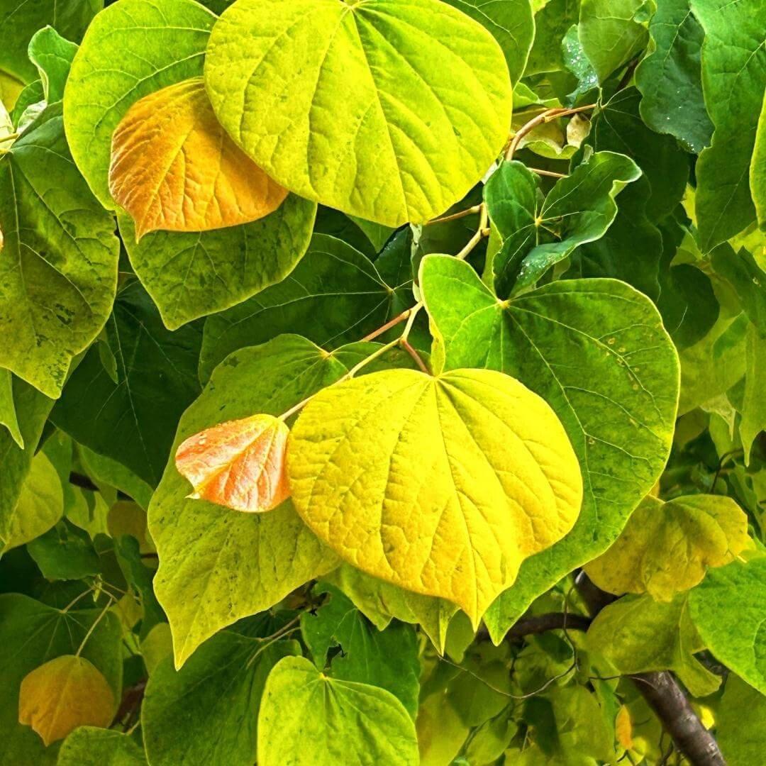 Cercis Canadensis 'the Rising Sun' Single Stem - View 23 from www redcrocus com