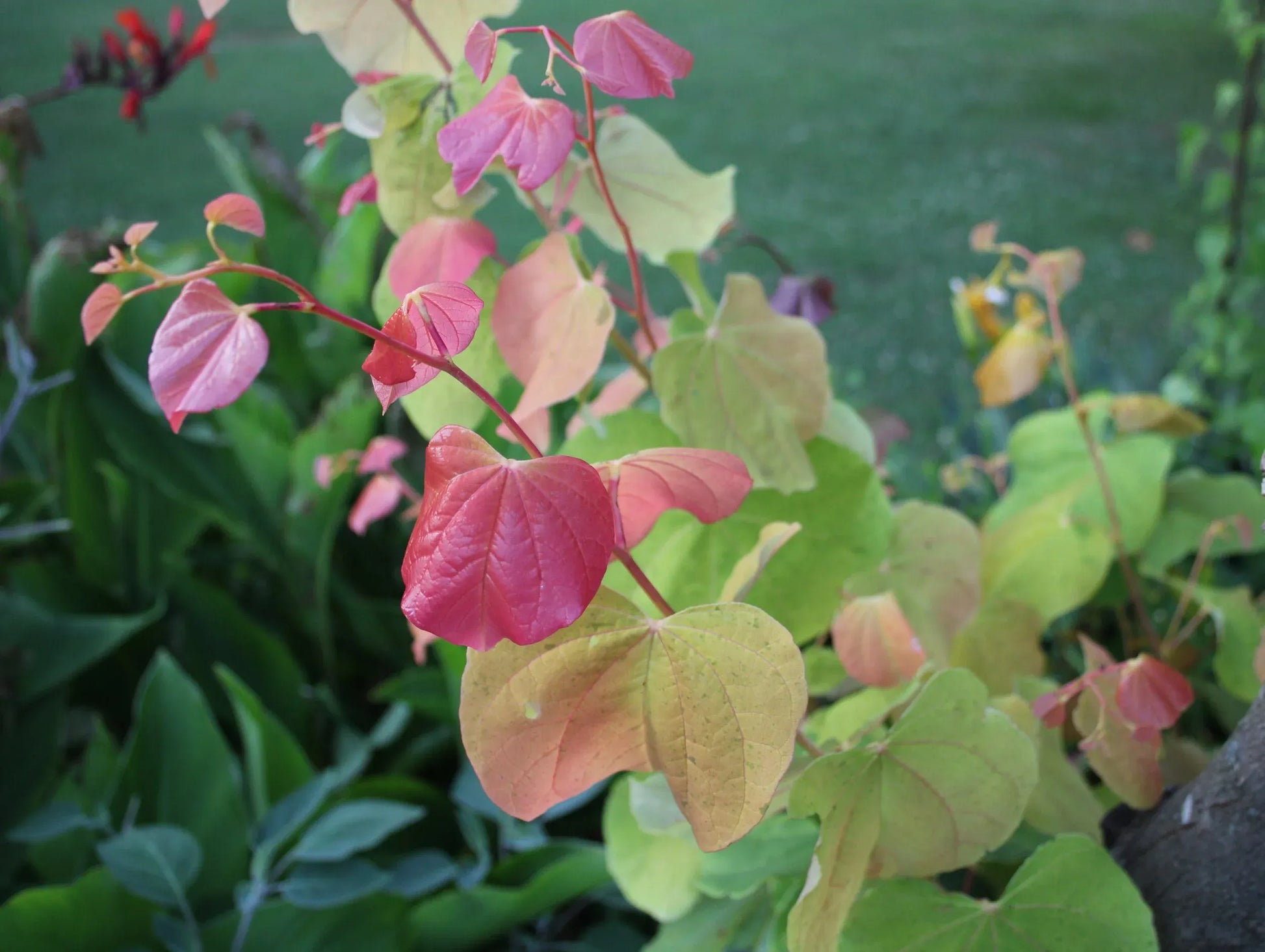 Cercis Canadensis 'the Rising Sun' Single Stem - View 24 from www redcrocus com