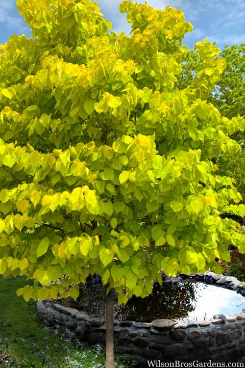 Cercis Canadensis 'the Rising Sun' Single Stem - View 5 from www redcrocus com