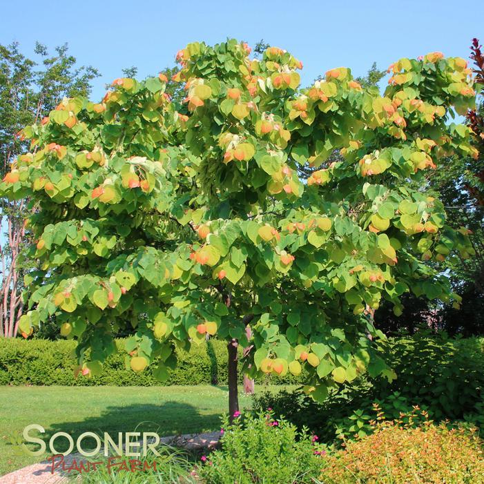 Cercis Canadensis 'the Rising Sun' Single Stem - View 9 from www redcrocus com
