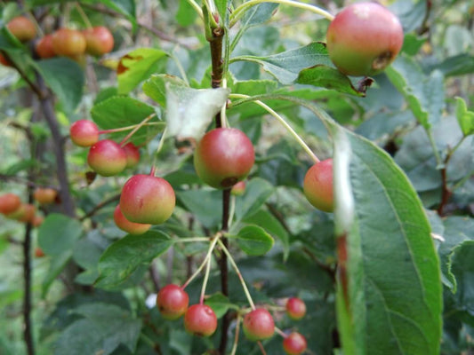 Malus Red Jewel - View 10 from www redcrocus com