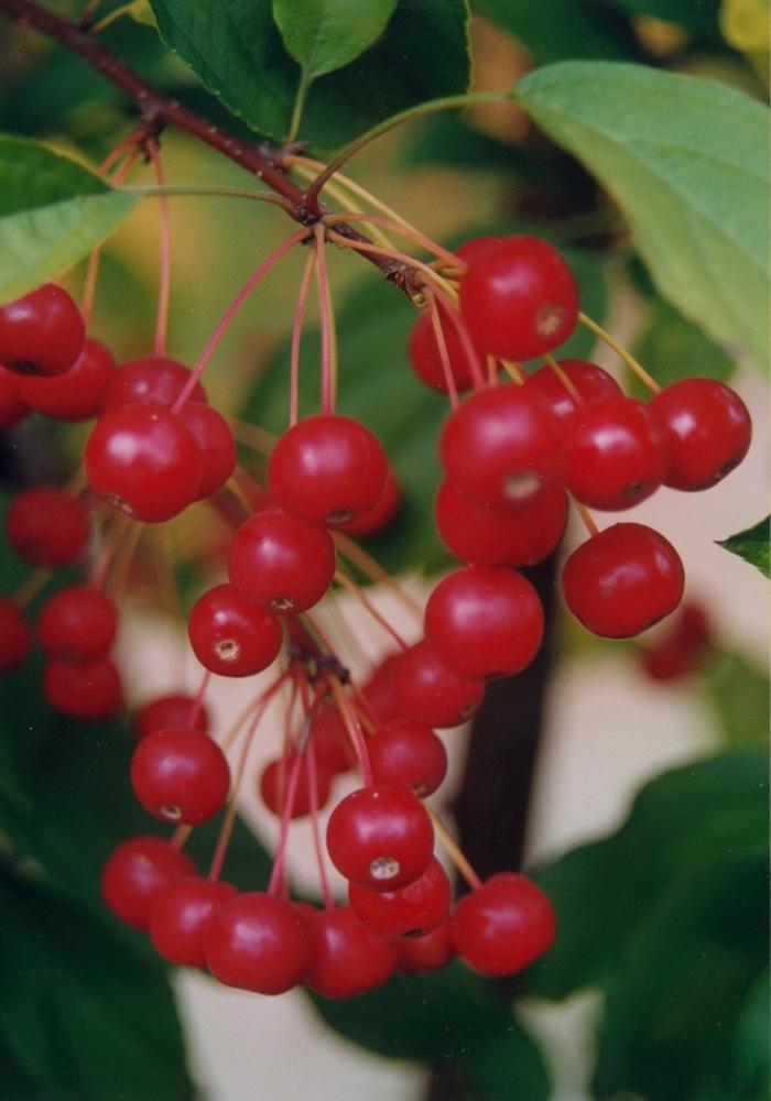Malus Red Jewel - View 12 from www redcrocus com
