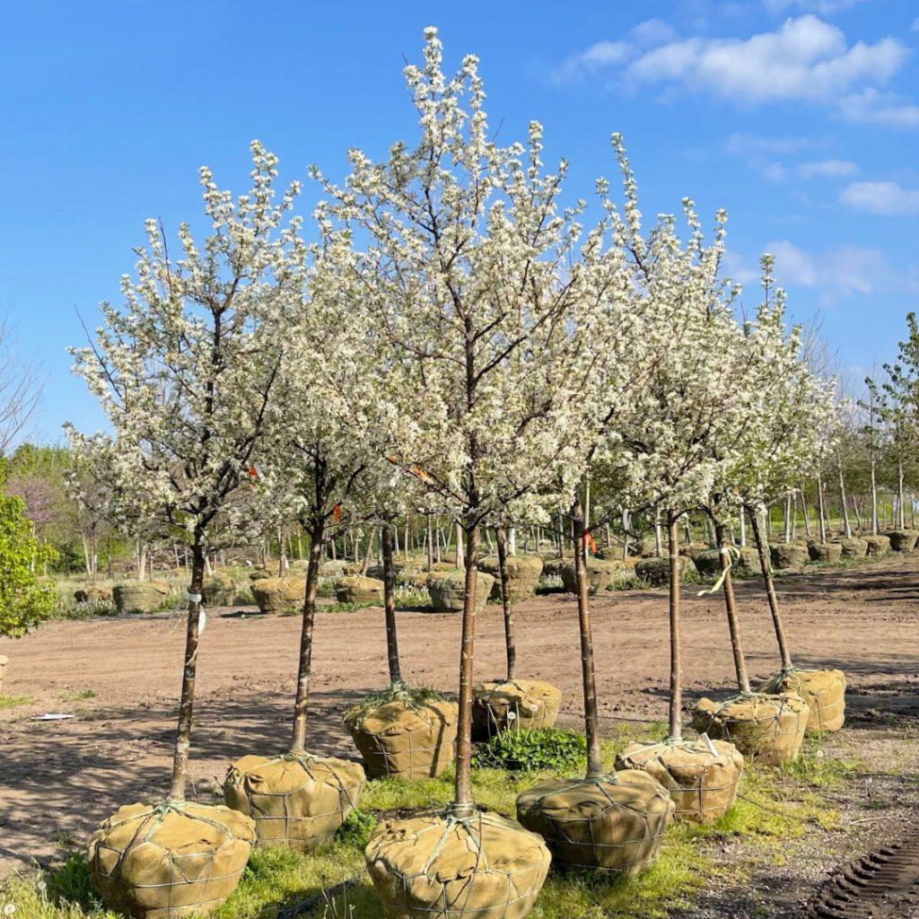 Malus Red Jewel - View 14 from www redcrocus com