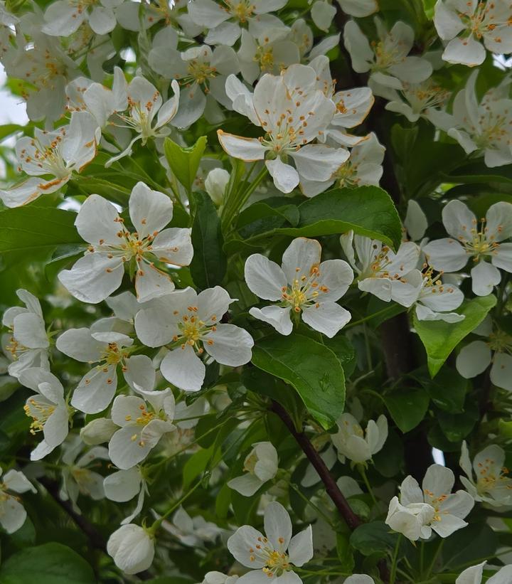 Malus Red Jewel - View 3 from www redcrocus com