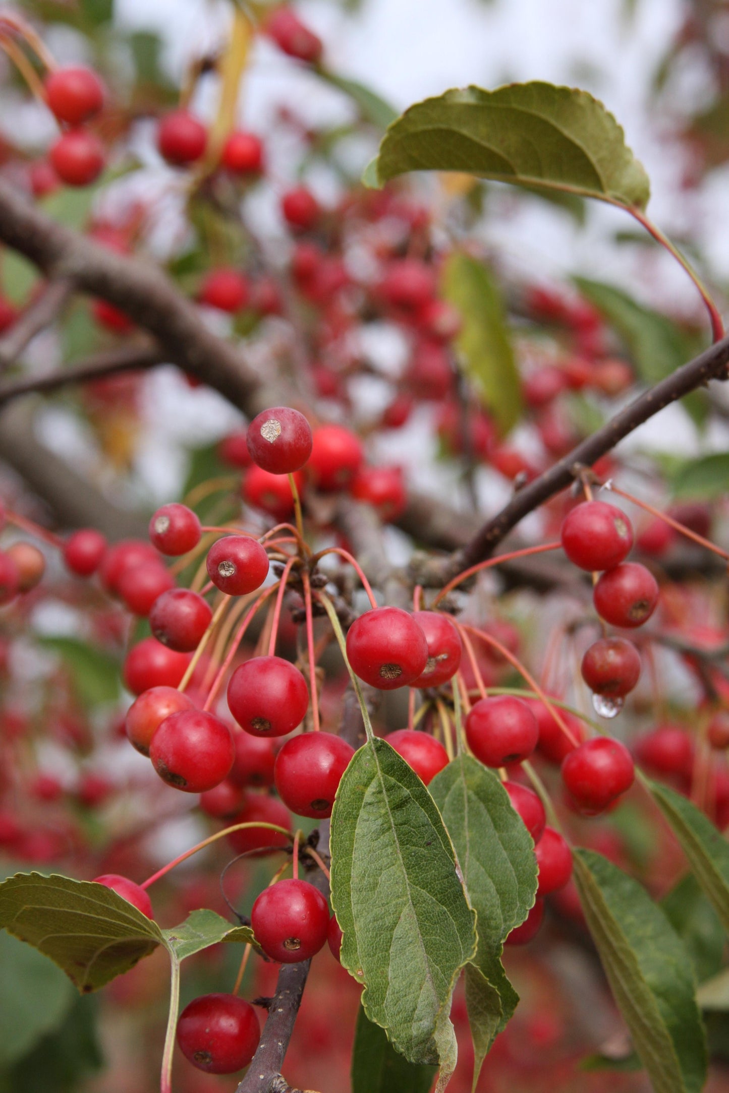 Malus Red Jewel - View 6 from www redcrocus com