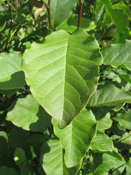 Magnolia Kobus Single Stem - View 10 from www redcrocus com