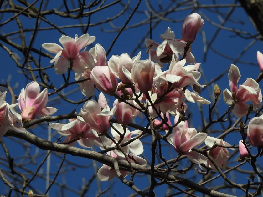 Magnolia Kobus Single Stem - View 12 from www redcrocus com