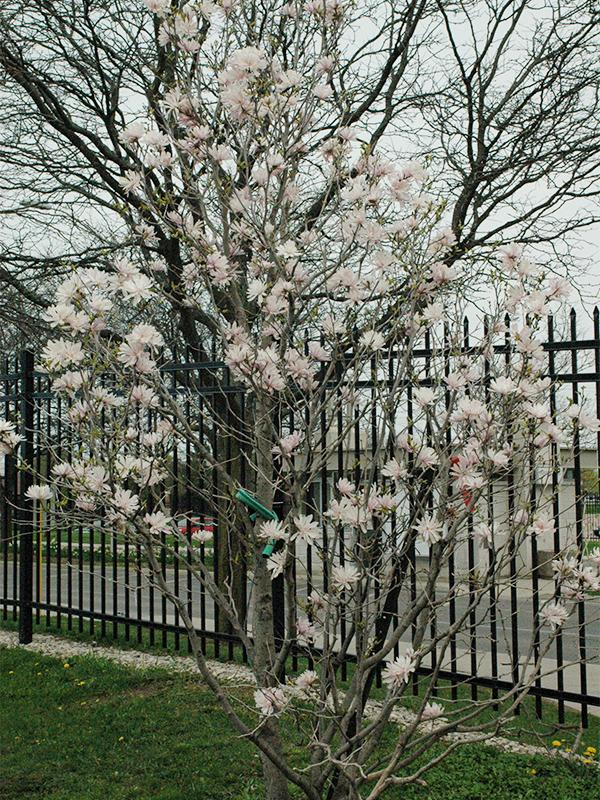Magnolia Kobus Single Stem - View 13 from www redcrocus com