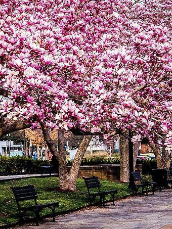 Magnolia Kobus Single Stem - View 15 from www redcrocus com