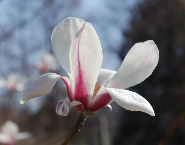 Magnolia Kobus Single Stem - View 17 from www redcrocus com